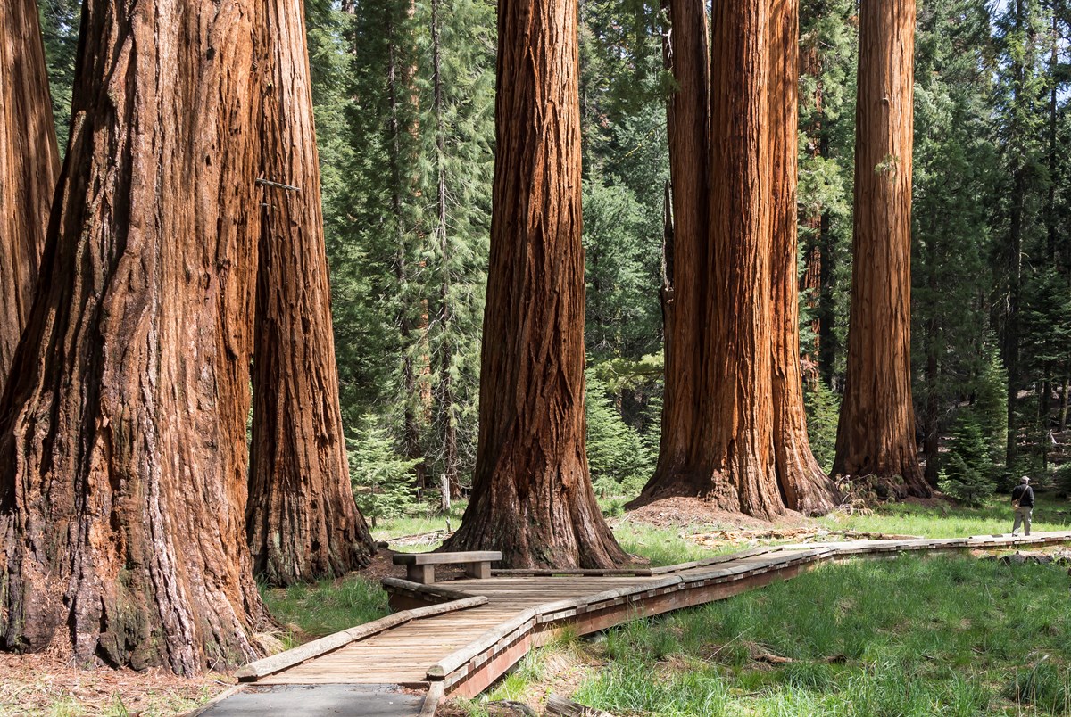 The Mighty Sequoia: A Mustard Seed of Faith￼